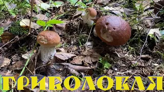 НОВІ РЕКОРДИ ПО ЗБОРУ БІЛИХ ГРИБІВ. Гриболовля - 34 / WILD PORCINI MUSHROOMS