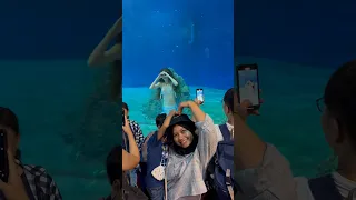 Mermaid show #mermaid #putriduyung #liburan #taiwan #indonesia #hualien #shortvideo #shorts