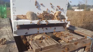 Drone bees getting kicked out of the hive!