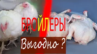 Выращивание бройлеров в домашних условиях. Плюсы и минусы.