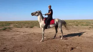 АДАЙ ЖЫЛҚЫСЫ. БҰҒАБАЙ СЕЙІС. БЕКТАС ШАБАНДОЗ (әуесқой түсірілім)