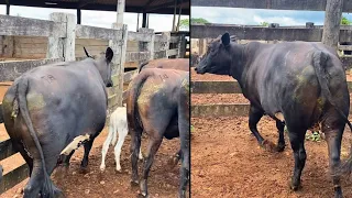 A NOVILHA MAIS PESADA DA FAZENDA😱 apostei e perdi