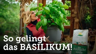 Basilikum-die königliche Pflanze: vom Ansäen und Teilen, bis zur Ernte! 🌱🤗