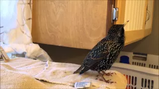 European Starling Mimics Words