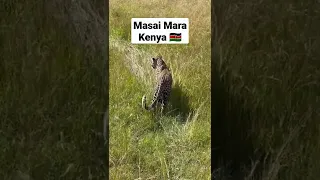 Game reserve, masai, masai mara, leopard and photographer maasai mara, leopard in a tree, leopards