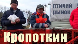 Птичий рынок. Кропоткин. [29.01.2023]