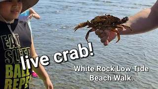 White Rock BC - low tide walk on the beach. #whiterock #crab #beachvibes