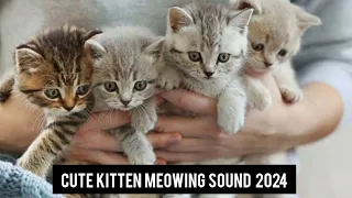 Cute kitten meowing Sound 2024! | catsworldshabeenkhan