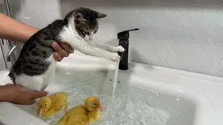 The duckling takes the kitten to bathe and swim together.  The kitten meows.  duck is excited