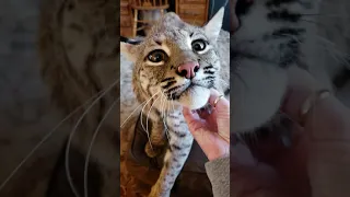 Big Boy bobcat loves chin scratched