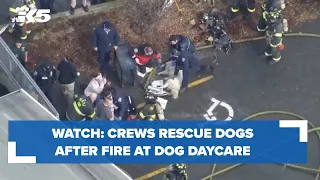 Watch: Crews rescue dogs after fire at dog daycare