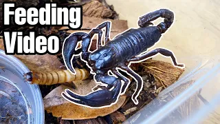 FEEDING ALL MY SCORPIONS + TARANTULA KAT GIFT UNBOXING!