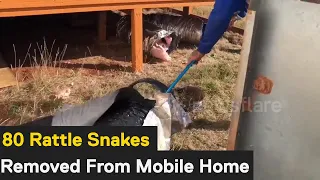 Texas snake catchers remove over 80 rattlesnakes from mobile home