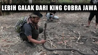 ADU NYALI KE KING COBRA SULAWESI !