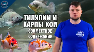 Тиляпии и карпы Кои - совместное содержание