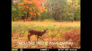 Hunting Public Land - Deer Cam 10/9/15