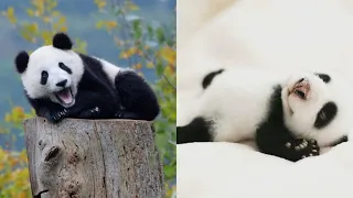 AWW PANDA 🐼🐼 Funny And Cute Panda Compilation 😍💗- -2020- Funniest Animals 😍😍