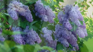 Цветет черемуха МУЗЫКА И СТИХИ МАРИНЫ ГЛАДКОВОЙ,Аранжировка Николая Рыжова  Поет Галина Погорельская