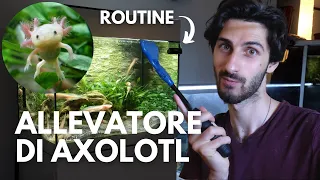 Allevatore Axolotl: la mia routine di pulizia e gestione delle salamandre - TartaGuida