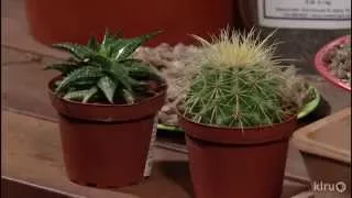 Succulent containers |John Dromgoole |Central Texas Gardener