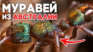 Ко мне приехали австралийские муравьи из металла! Ну или почти из металла... Rhytidoponera metallica