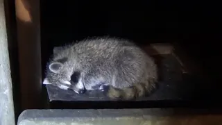Raccoon Babies Friday Night fell Asleep