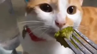 Cat smells Broccoli and Gags