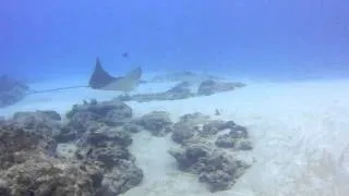 Cozumel Eagle Rays