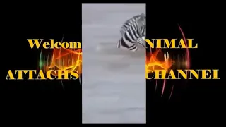 Brutal Fight Crocodile Vs Zebra