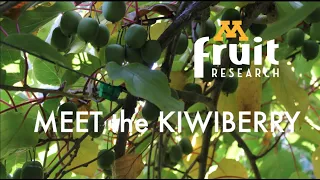 Meet the Kiwiberry