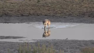 Wapiti Lake Wolves #3