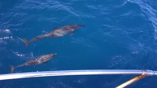 Amazing Wild Dolphins doing Spinner Jumpings | Beautiful Earth