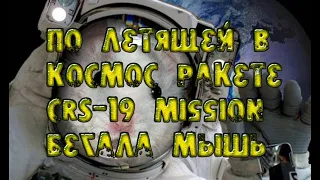 МЫШЬ В КОСМОСЕ. По летящей в космос ракете CRS-19 Mission бегала мышь