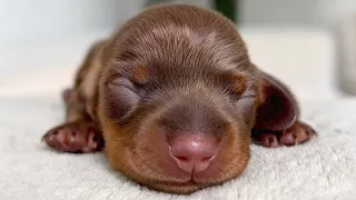 Family Diary- 1 week old Mini Dachshund puppies.