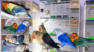 Lovebird Mutation Breeding Setup for Female Aviculturists