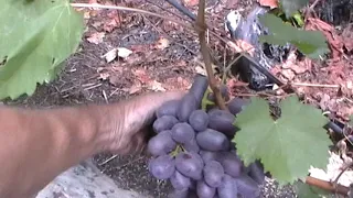 Сорт винограда "Сентябрина" - сезон 2019 # Grape sort "Sentyabrina"