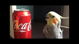 Funny Parrots Going Crazy - Cutest Parrots Compilation 2020