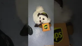 [Tiktok] Funny and Cute Pomeranian dog #91 #Shorts