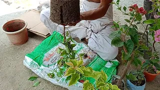 Plants packing process|plants packing for curier|গাছ কিভাবে প্যাকিং করা হয়|গাছ প্যাকিং আইডিয়া|