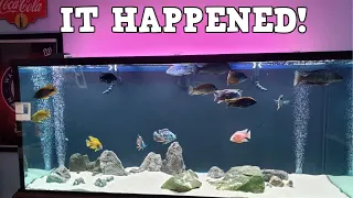 The Move! Moving Aquariums Is Something To Talk About!  (Live Stream)