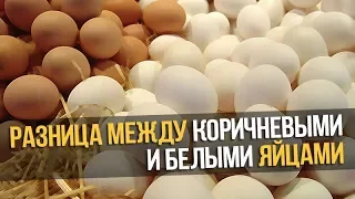 Вот чем коричневые яйца отличаются от белых!