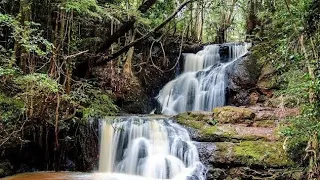 KARURA FOREST|(All you need to know about KARURA FOREST) | Nairobi Kenya🇰🇪🇰🇪