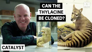 Can The Thylacine Be Brought Back From The Dead? | Tom Gleeson's Secrets Of The Australian Museum