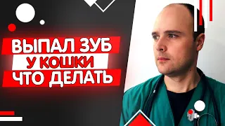 У кошки выпал зуб, сломался клык у кота что делать