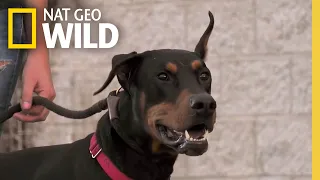 A Doberman Learns to Socialize  | Dog: Impossible
