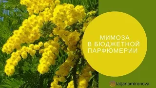 «Тревожные жёлтые цветы…» Мимоза в бюджетной парфюмерии.