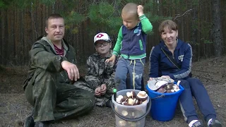 Тихая охота! В Лесу Полно Боровиков-Белых Грибов! Шикарный урожай.