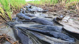 amazing fishing skills! a fisherman catch a lot of fish in little water when dry water by hand