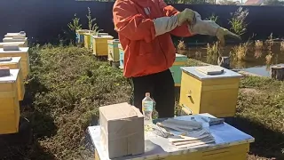 Поздняя обработка пчел от клеща Варроа перед зимой // BeeWell