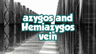 Azygos vein and Hemiazygos vein anatomy|cardiovascular system